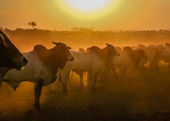 Prevenção, fiscalização e orientação garantem excelência em sanidade do gado em Rondônia
