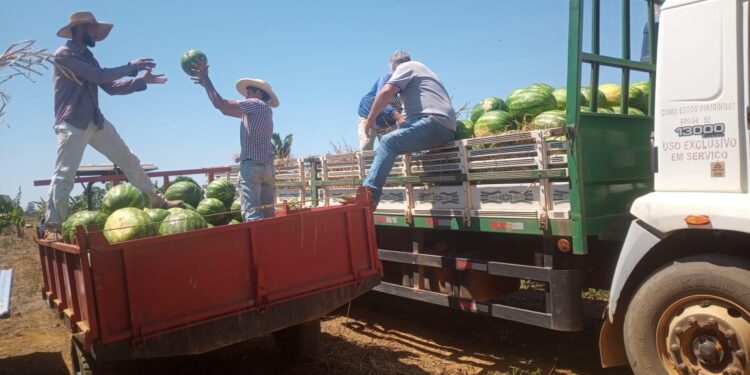 Transporte da Produção Rural facilita escoamento e garante economia para agricultores de Rio Pardo