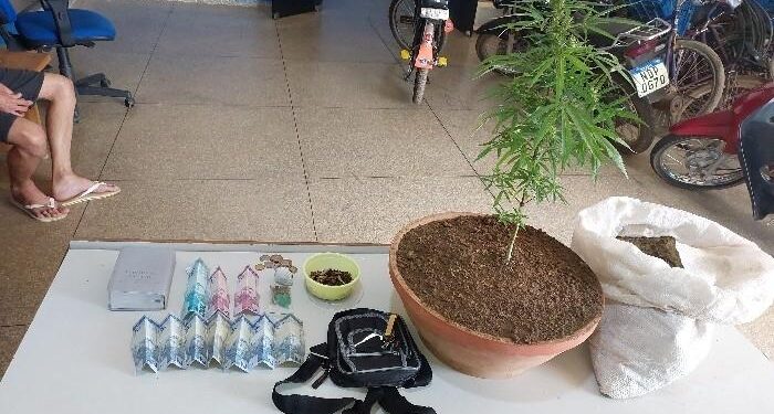PMRO FLAGRA JOVEM COM TORNOZELEIRA ELETRÔNICA CULTIVANDO MACONHA EM CASA