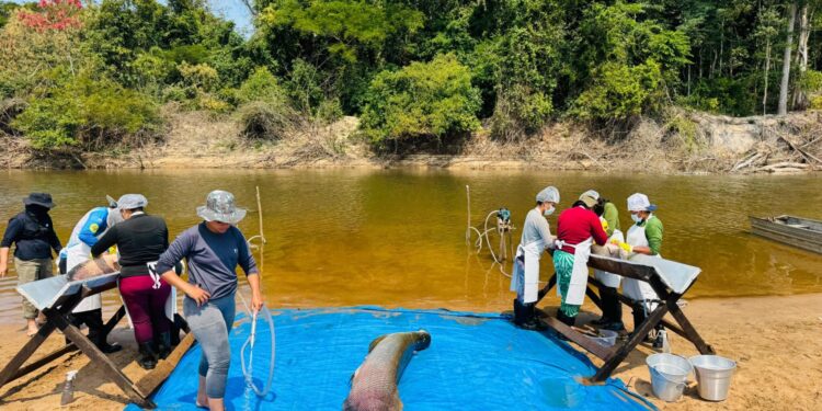 Pesca manejada do pirarucu invasor é iniciada pelo governo de RO na Resex Rio Cautário, em Costa Marques