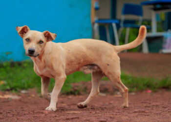 Prefeitura move ação inédita para punir cidadão acusado de maus-tratos a animais
