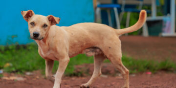 Prefeitura move ação inédita para punir cidadão acusado de maus-tratos a animais