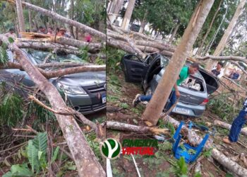 Vendaval em Ministro Andreazza derruba árvore e deixa duas pessoas em estado grave