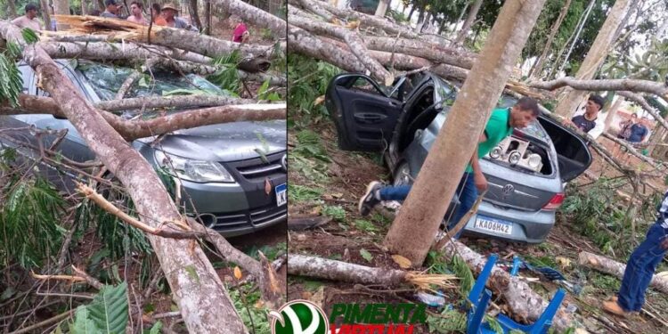 Vendaval em Ministro Andreazza derruba árvore e deixa duas pessoas em estado grave
