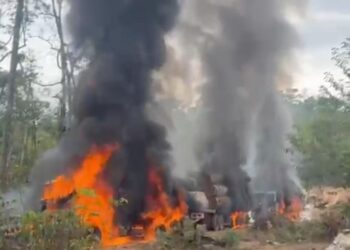 PF combate extração ilegal de madeira em terra indígena em Rondônia-VEJA O VÍDEO