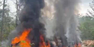 PF combate extração ilegal de madeira em terra indígena em Rondônia-VEJA O VÍDEO