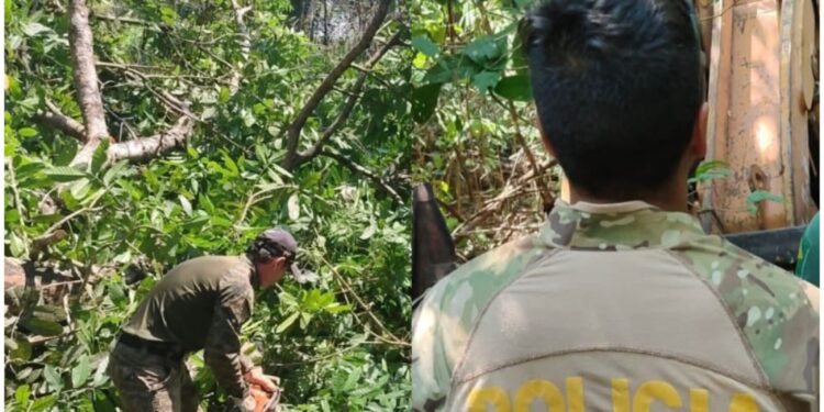 PF deflagra operação contra extração ilegal de madeira