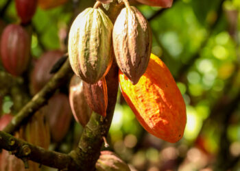 Governo de RO realiza campanha para cadastro de lavouras de cacau no estado