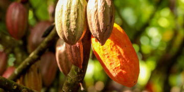 Governo de RO realiza campanha para cadastro de lavouras de cacau no estado