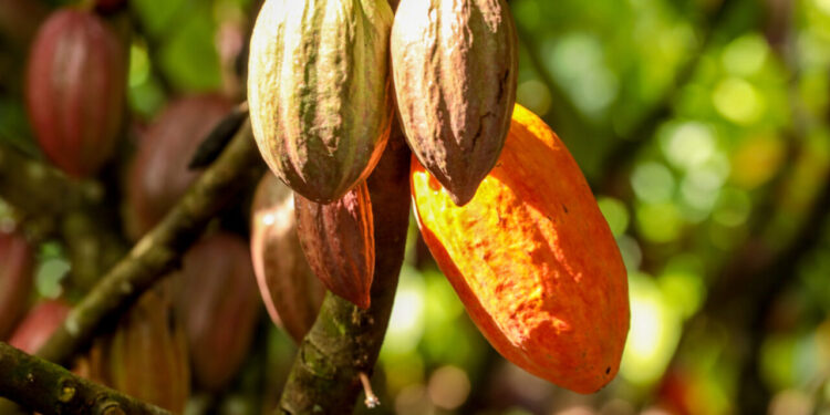 Governo de RO realiza campanha para cadastro de lavouras de cacau no estado