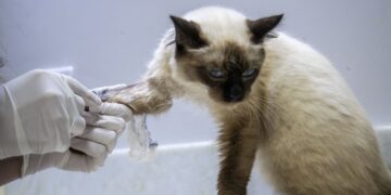 Porto Velho inaugura clínica de bem-estar animal na próxima semana