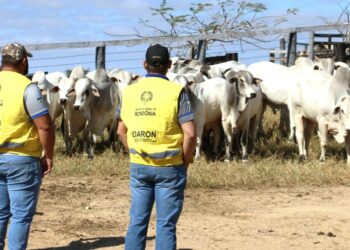 A partir de sábado, 1º, produtor terá 30 dias para atualizar cadastro agropecuário junto à Idaron