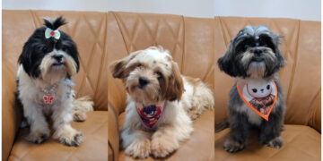 Operação da Polícia Federal “Abomination” culmina em liminar que proíbe abusador de cães de manter animais em sua guarda