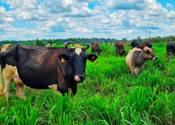 Ações técnicas do governo de RO e resultados sustentáveis impulsionam pecuária leiteira no estado