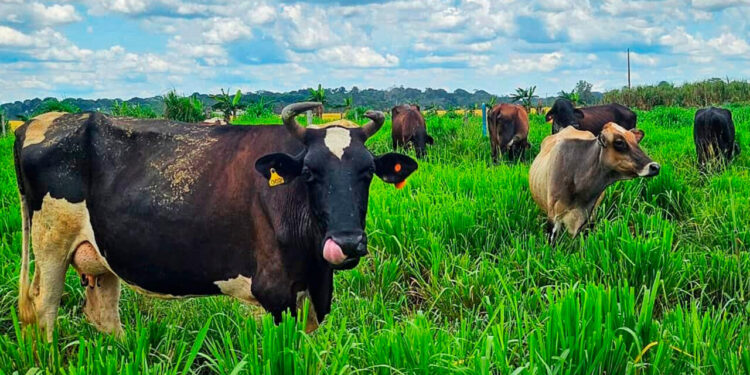 Ações técnicas do governo de RO e resultados sustentáveis impulsionam pecuária leiteira no estado