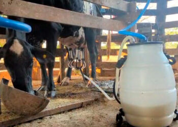 Sítio destaque no programa do governo de RO “Consultec-leite” se torna referência em produtividade em Cacoal