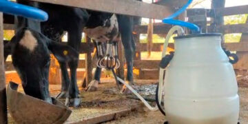 Sítio destaque no programa do governo de RO “Consultec-leite” se torna referência em produtividade em Cacoal