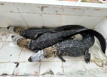 Abate teste liberado pelo ICMBio para exposição destaca manejo sustentável de jacarés