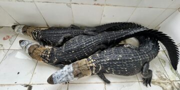 Abate teste liberado pelo ICMBio para exposição destaca manejo sustentável de jacarés