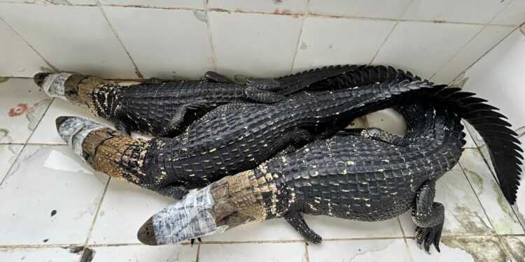 Abate teste liberado pelo ICMBio para exposição destaca manejo sustentável de jacarés