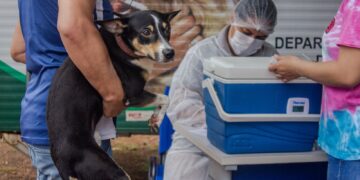Porto Velho realiza campanha antirrábica no dia 29 de novembro