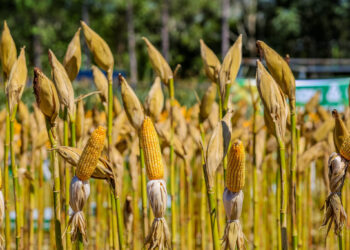 Rondônia registra PIB de R$ 76,4 bilhões e se mantém entre as maiores economias da Região Norte