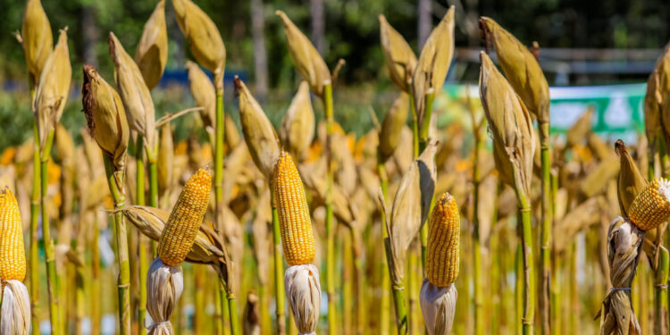 Rondônia registra PIB de R$ 76,4 bilhões e se mantém entre as maiores economias da Região Norte