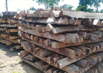 BATALHÃO DE POLÍCIA AMBIENTAL ABRE LEILÃO DE MAIS DE 170 M³ DE MADEIRA APREENDIDA EM RONDÔNIA