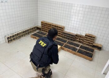 PRF resgata mais de 900 animais silvestres em Garanhuns