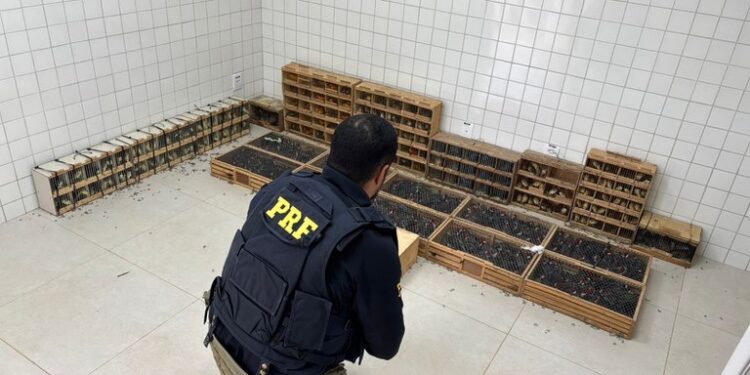 PRF resgata mais de 900 animais silvestres em Garanhuns