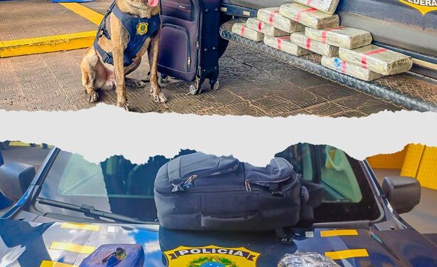 PRF apreende mais de 13 kg de drogas em fiscalizações a ônibus interestaduais em Mato Grosso