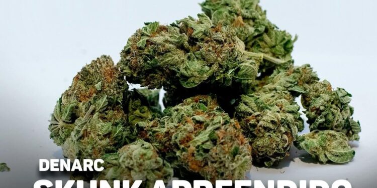 DENARC INTERCEPTA CARREGAMENTO DE ENTORPECENTES EM EMPRESA DE LOGÍSTICA EM PORTO VELHO