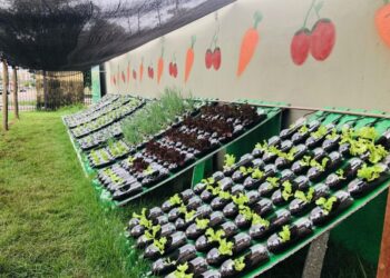 Educação Profissional amplia ações de sustentabilidade com inauguração de horta hidropônica