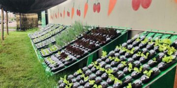 Educação Profissional amplia ações de sustentabilidade com inauguração de horta hidropônica