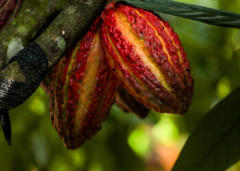 Rondônia sedia pela primeira vez o Concurso Nacional de Qualidade do Cacau
