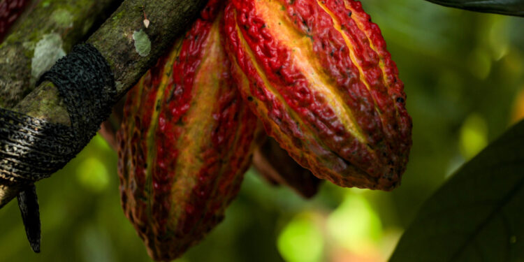 Rondônia sedia pela primeira vez o Concurso Nacional de Qualidade do Cacau