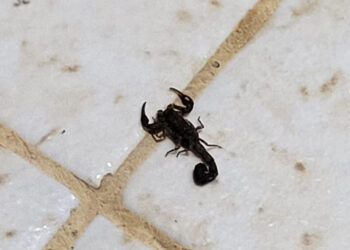 Orientações e vigilância ampliam ações de prevenção do governo de RO contra acidentes com animais peçonhentos