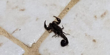 Orientações e vigilância ampliam ações de prevenção do governo de RO contra acidentes com animais peçonhentos