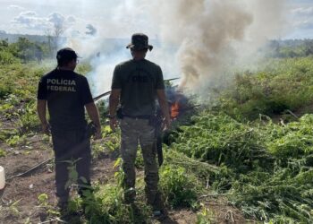 PF destrói cerca de 70 mil pés de maconha em terra indígena no Maranhão