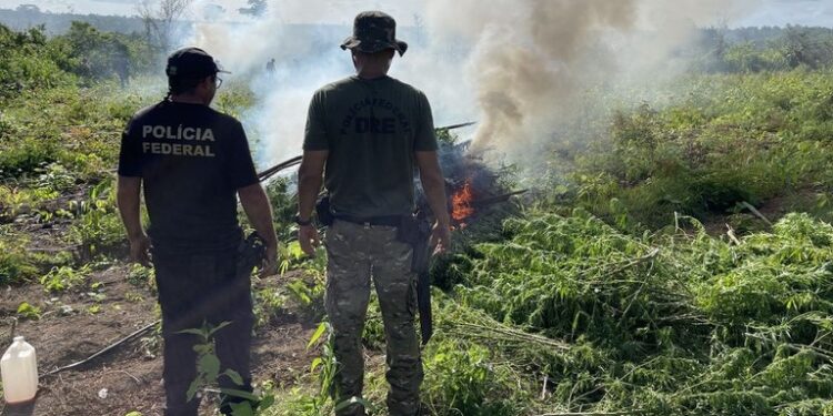 PF destrói cerca de 70 mil pés de maconha em terra indígena no Maranhão