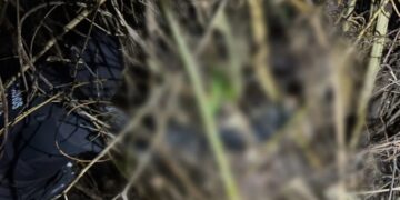 Polícia encontra corpo de corretora desaparecida em Caldas Novas e prende 2 suspeitos