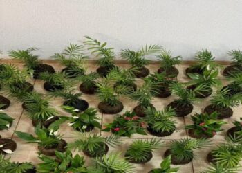 Projeto com artesanato de plantas promove ressocialização e futura inserção no mercado de trabalho