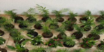 Projeto com artesanato de plantas promove ressocialização e futura inserção no mercado de trabalho