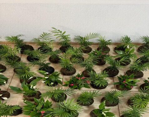 Projeto com artesanato de plantas promove ressocialização e futura inserção no mercado de trabalho