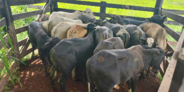 POLÍCIA MILITAR RECUPERA 17 CABEÇAS DE GADO FURTADAS DURANTE OPERAÇÃO SEGURANÇA RURAL