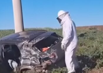 Moradora de Rosário do Sul se envolve em acidente inusitado após carro ser atingido por enxame de abelhas em Ijuí