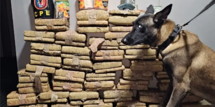 PM-AM apreende mais de 70 quilos de drogas escondidas em tubos de PVC