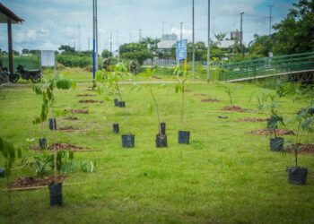 Porto Velho instala microfloresta urbana e cria pomar público