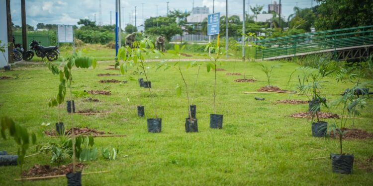 Porto Velho instala microfloresta urbana e cria pomar público