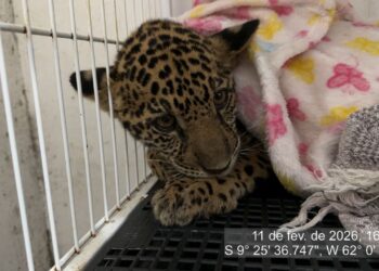 Filhote de onça-pintada é resgatado em Machadinho do Oeste e encaminhado ao CETAS